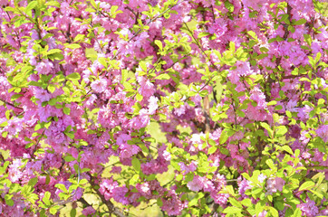 blossoming japanese cherry background