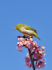 メジロと河津桜