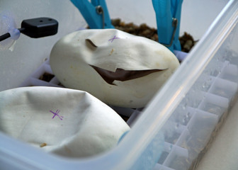 Fototapeta na wymiar Royal / ball python eggs that have been cut after starting to pip