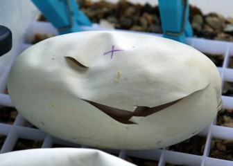 Royal / ball python eggs that have been cut after starting to pip