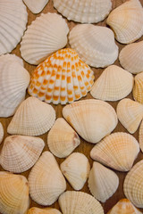 Ракушки Фоновый Текстура