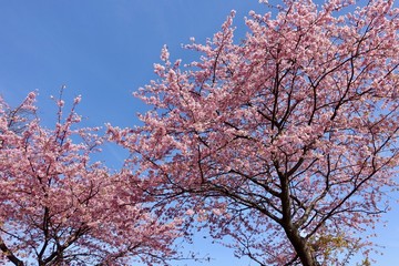 河津桜
