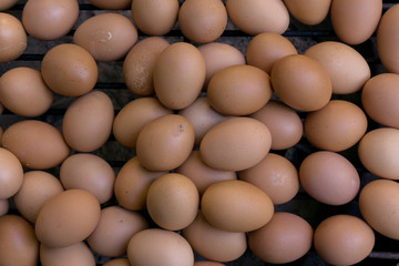 eggs