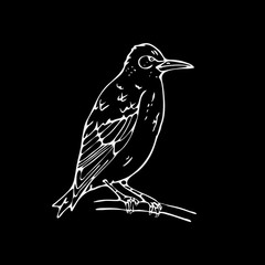 Hand-drawn pencil graphics, small bird, starling, woodpecker, oriole