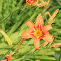 Taglilien, Hemerocallis © M. Schuppich