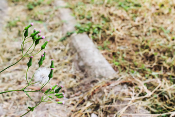 grass flower