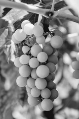 Photo of a branch of green vine grapes black and white