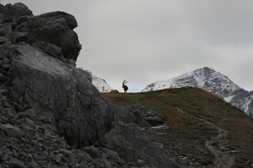 Stambecco osserva le sue montagne