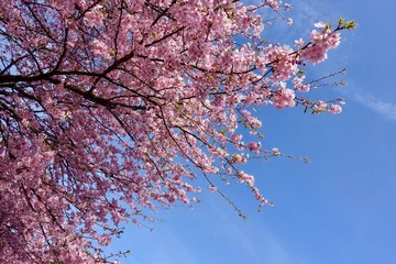 河津桜