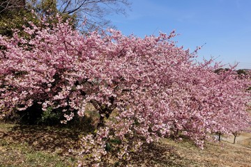 河津桜