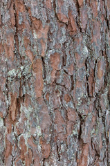 Wood background