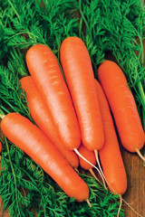 Fresh carrots bunch with green leaves