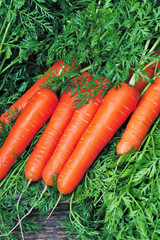Fresh carrots bunch with green leaves
