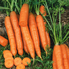 Fresh carrots bunch with green leaves