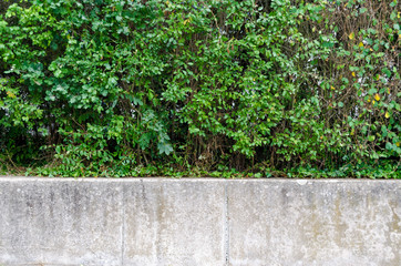 Hintergrund, Busch Mauer