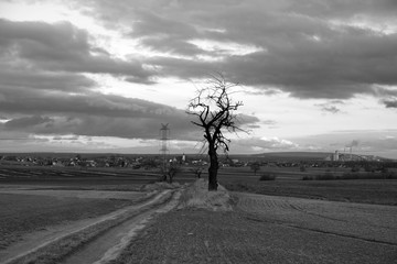 Samotne drzewo, polna droga, pola, wieś, b&w. © Stanisław Błachowicz