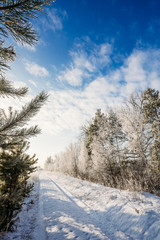 Obraz premium Winter road in the trees