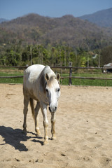 beautiful white horse in farm relaxing in sand Stable