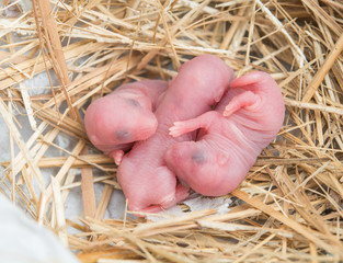 The mice in the nest