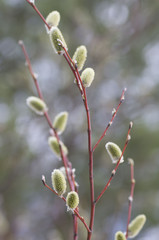 willow