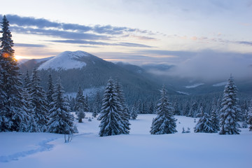 Obraz premium beautiful winter forest in mountains