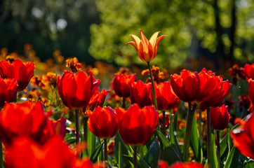 rote und gelbe Tulpen im Park