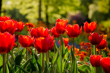 rote Tulpen im Park