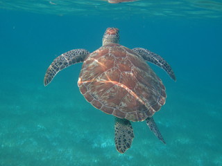 Fototapeta premium Wasserschildkröte