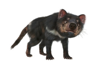 3D Rendering Tasmanian Devil on White