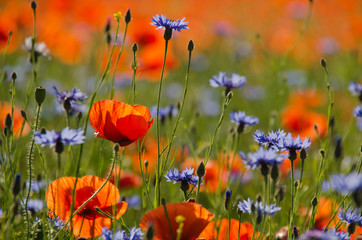 Mohn und Kornblume auf einer Wiese