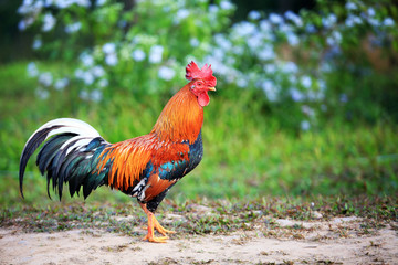 Beautiful Rooster on nature background