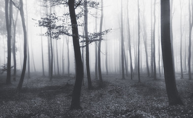 Starker Nebel im Wald