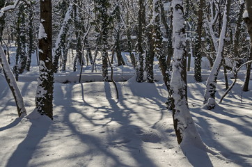 Winter snow garden in Sofia park