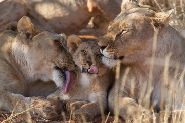 Lion, Madikwe Game Reserve