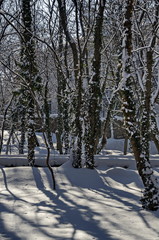 Winter snow garden in Sofia park