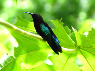 Kolibri