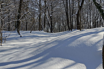 Fototapeta premium Winter snow garden in Sofia park, Bulgaria