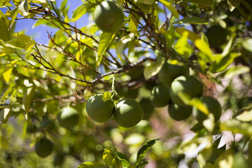 Organic green oranges in Ivan Dolac, Hvar island, Croatia