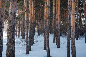Fototapeta na wymiar The winter forest on snow. The wood in the winter in Russia, Siberia.