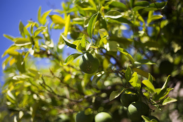 Obraz premium Organic green oranges in Ivan Dolac, Hvar island, Croatia