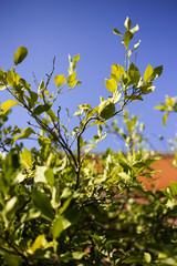 Fototapeta premium Organic lemons in Ivan Dolac village, Hvar island - Croatia