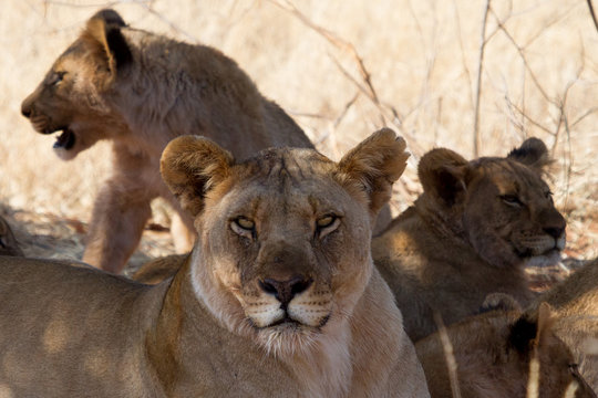 Lion, Madikwe Game Reserve