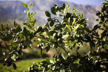 Organic tangerine tree in Ivan Dolac, Hvar island -Croatia