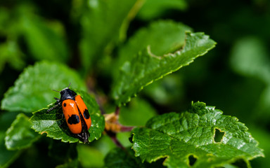 Marienkäfer im Sommer