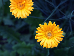 Gerber Daisy