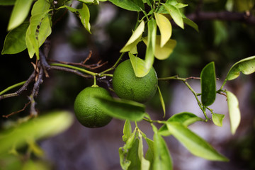 Organic green oranges in Ivan Dolac, Hvar island, Croatia