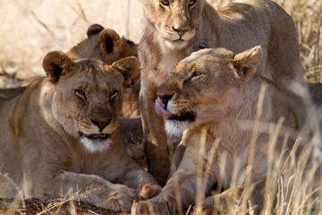 Lion, Madikwe Game Reserve