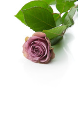 Beautiful tea rose flower