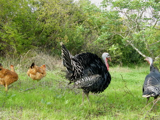 per&uacute;s e galinhas
