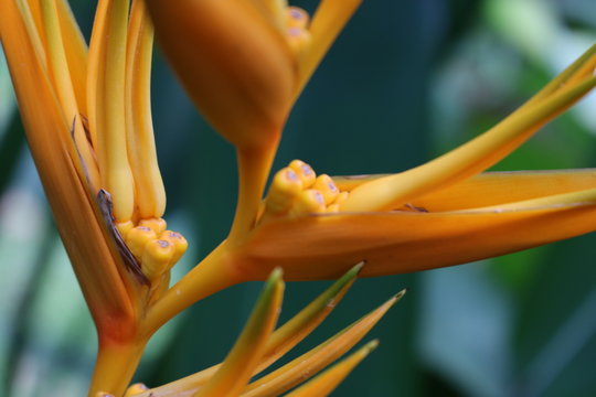 Falsche Paradiesvogelblume"-Bilder: Stock-Fotos & -Videos. | Adobe Stock